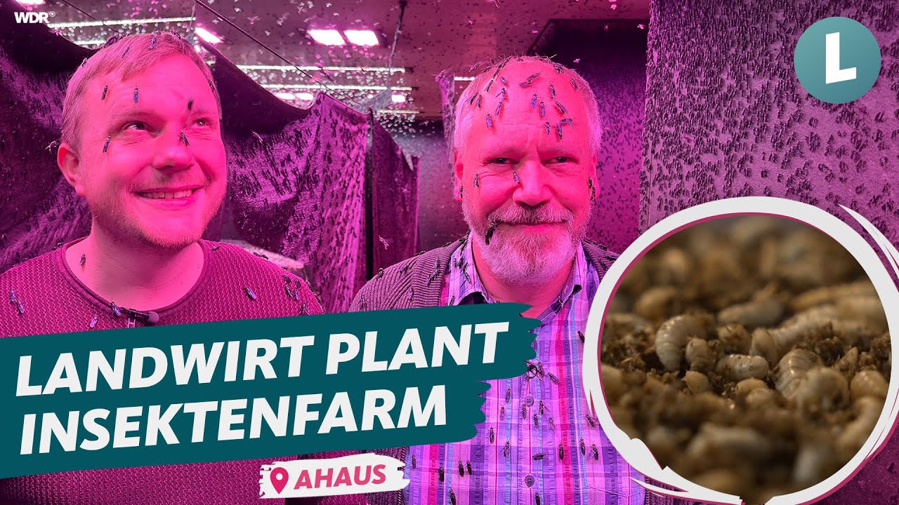 Fliegenlarven statt Schweinemast 🪰 | WDR Lokalzeit Land.Schafft.