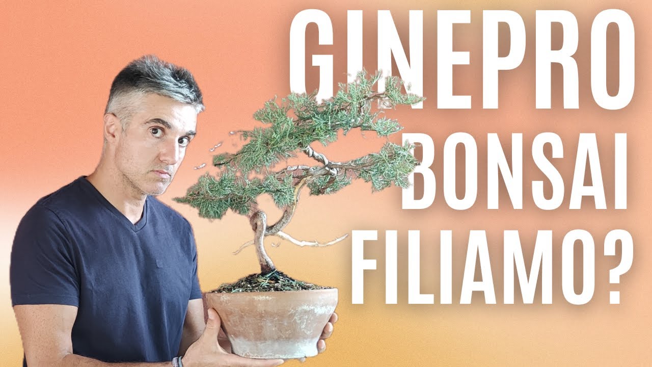 COME FARE la FILATURA di un GINEPRO CHINENSIS BONSAI