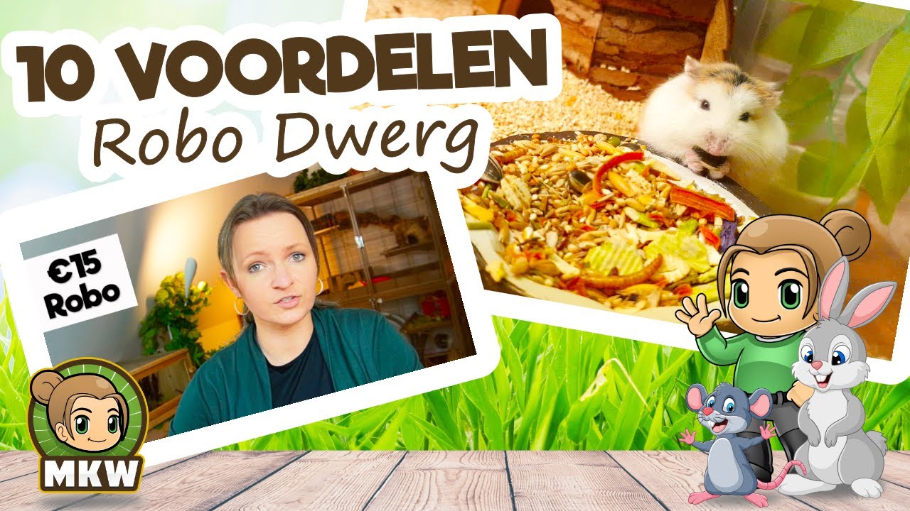 10 voordelen van een Roborovski Dwerghamster als huisdier 🐹 Marika's Knaagdierwereld