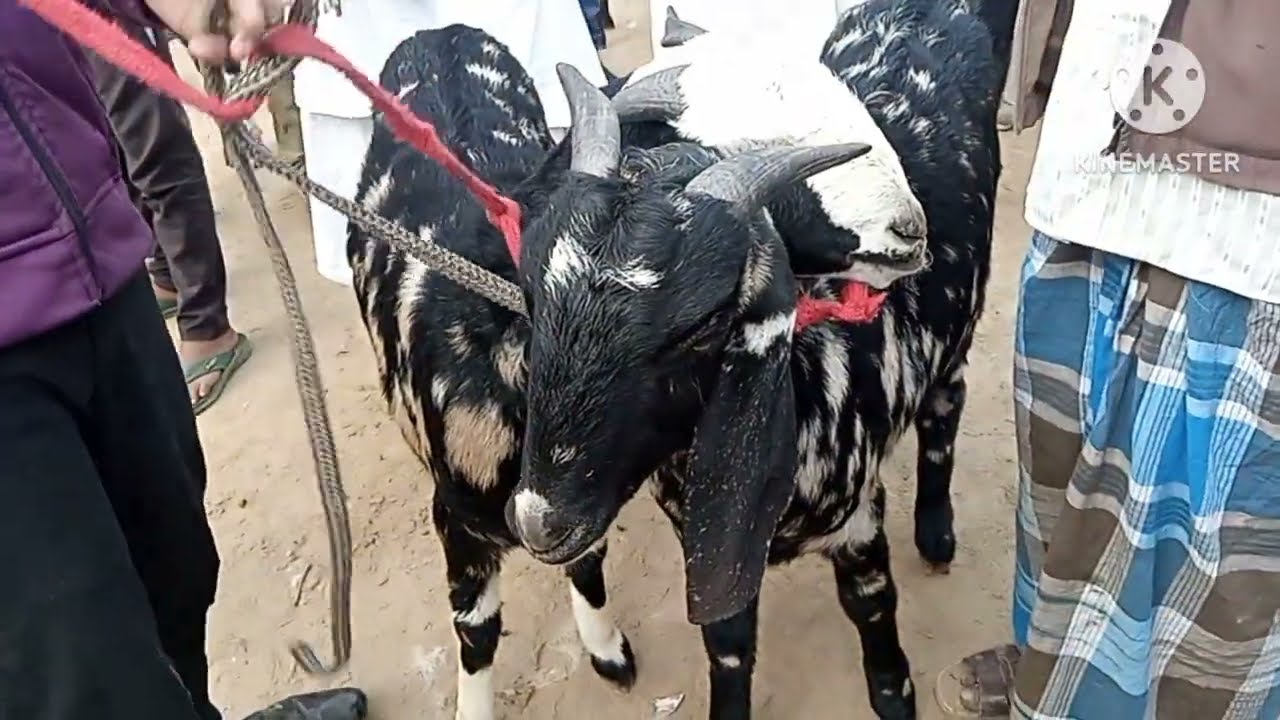 फरवरी माह में अच्छे बकरे  एवं बकरियां देखने को मिले