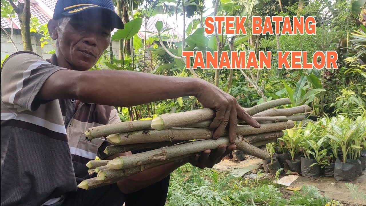 Cara perbanyak tanaman KELOR dengan stek batang !!!