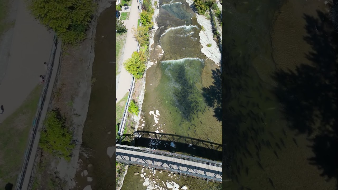 Salmon Run 2025 (Ganaraska River) - Port Hope, Ontario, Canada
