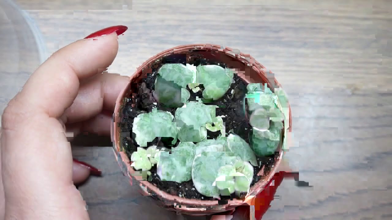 CEROPEGIA WOODI Rozmnażanie/zagęszczanie metoda motylkowa