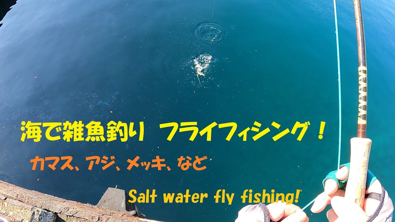 フライで海の雑魚釣り！【フライフィッシング】Salt water fly fishing!