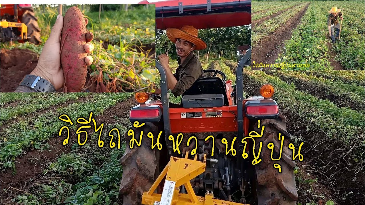 วิธีไถ เก็บผลผลิตมันหวานญี่ปุ่น