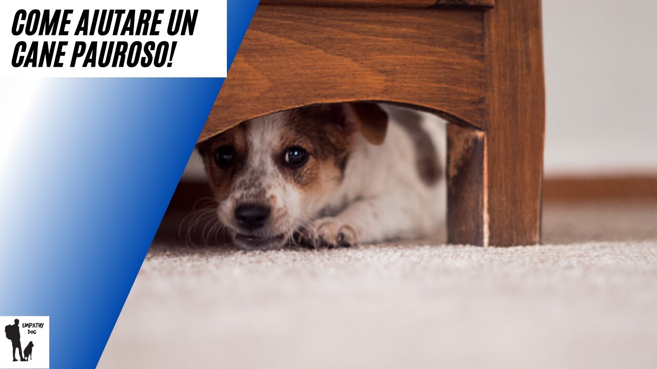 Come aiutare un cane pauroso.