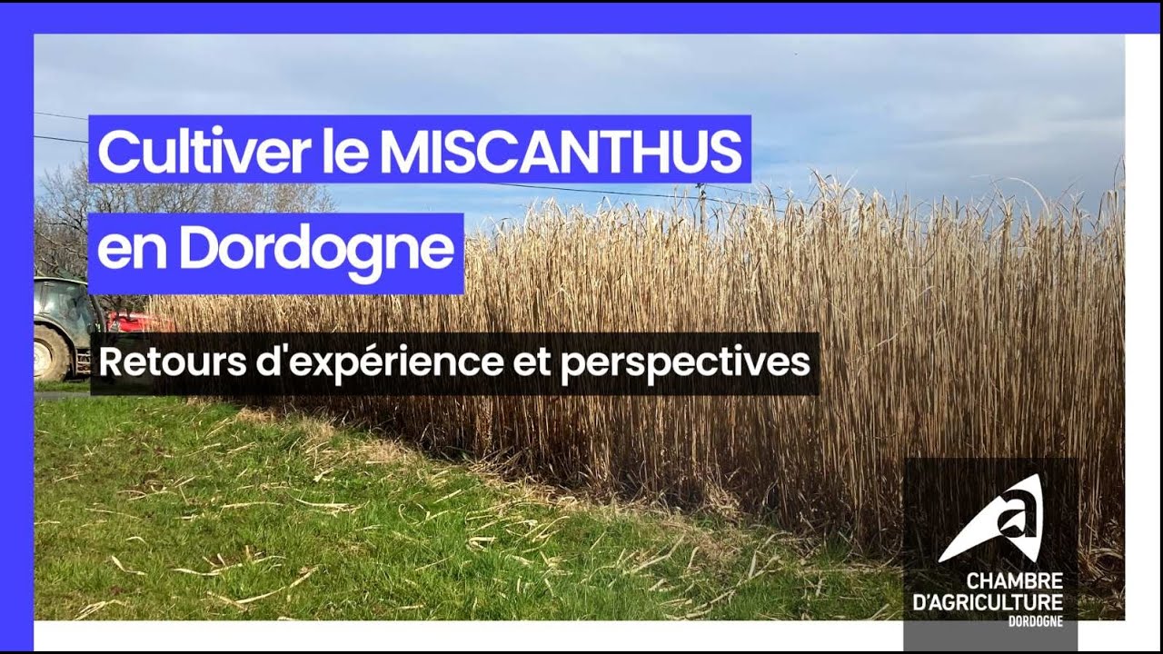 Miscanthus, comment le cultiver et l'utiliser : témoignages d'agriculteurs de Dordogne