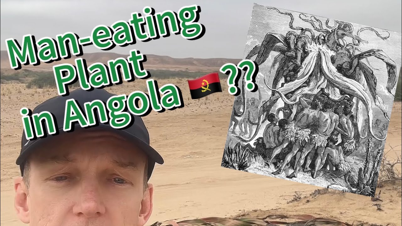 The AMAZING Welwitschia Plant of Angola and Namibia