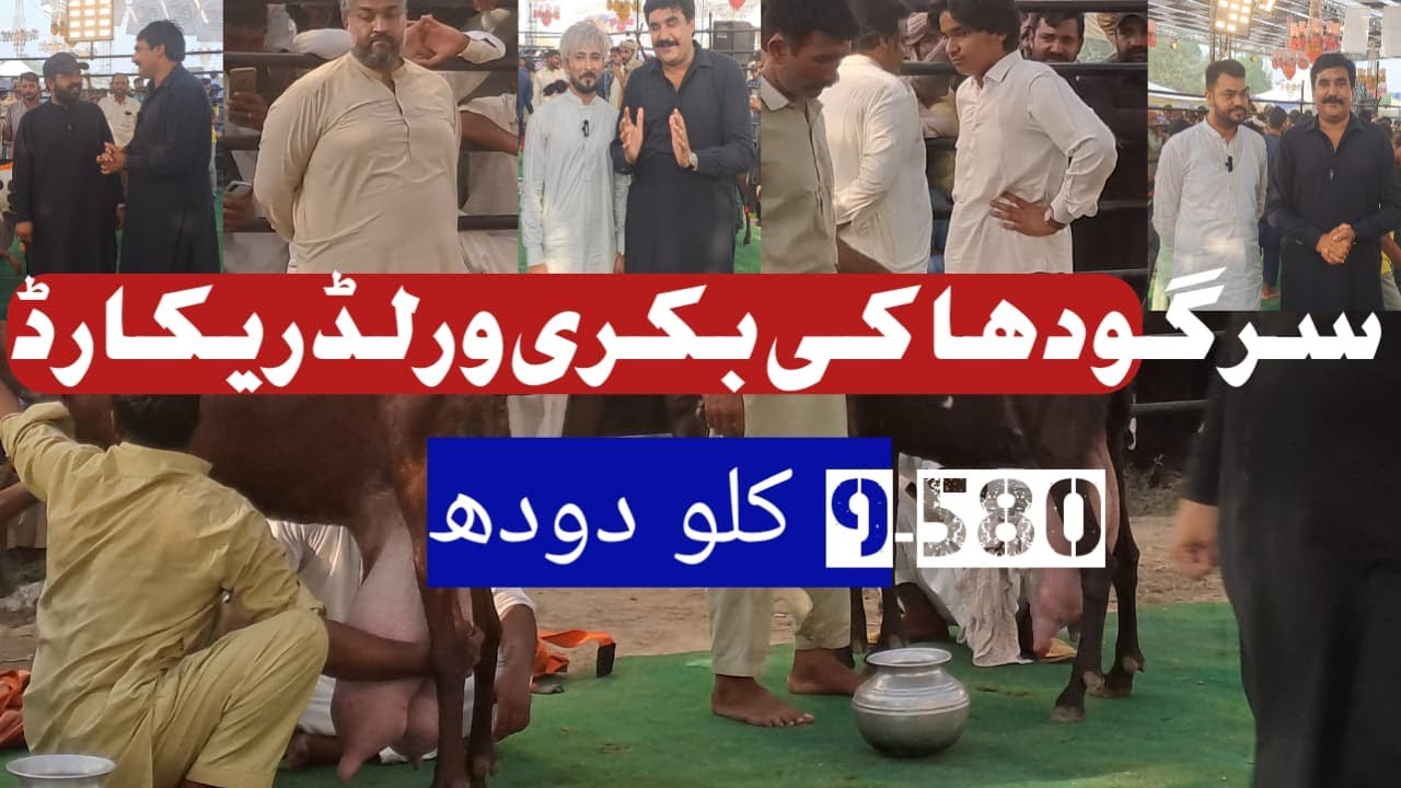 World Record 9.58 kg Goat Milk Competition UAF International Festival 2025 Pakistan |Mian Attique O