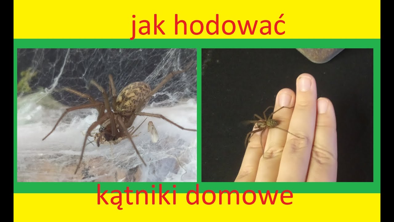 26. Jak hodować kątniki domowe i inne polskie pająki.