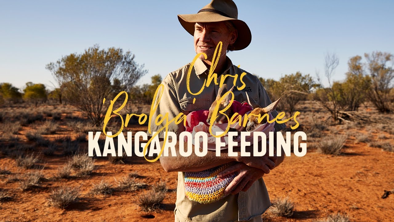 Kangaroo Feeding with Chris ‘Brolga’ Barns| LIVE from Aus, Alice Springs