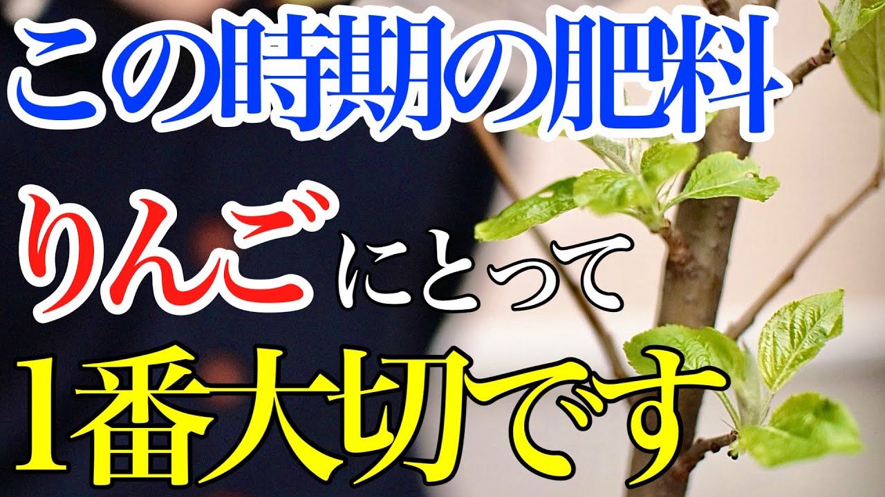 【りんご】この1年で1番大切な肥料とタイミングを教えます