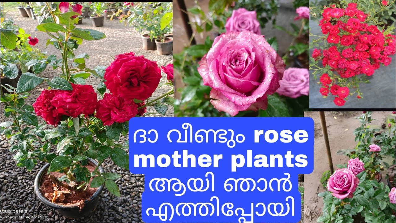 Angel face rose mother plant, wanted rose #sale#rose#salevideo#gardenflowerplants