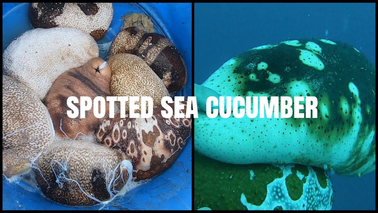 Ketemu teripang.ter Banyak.di dasar laut