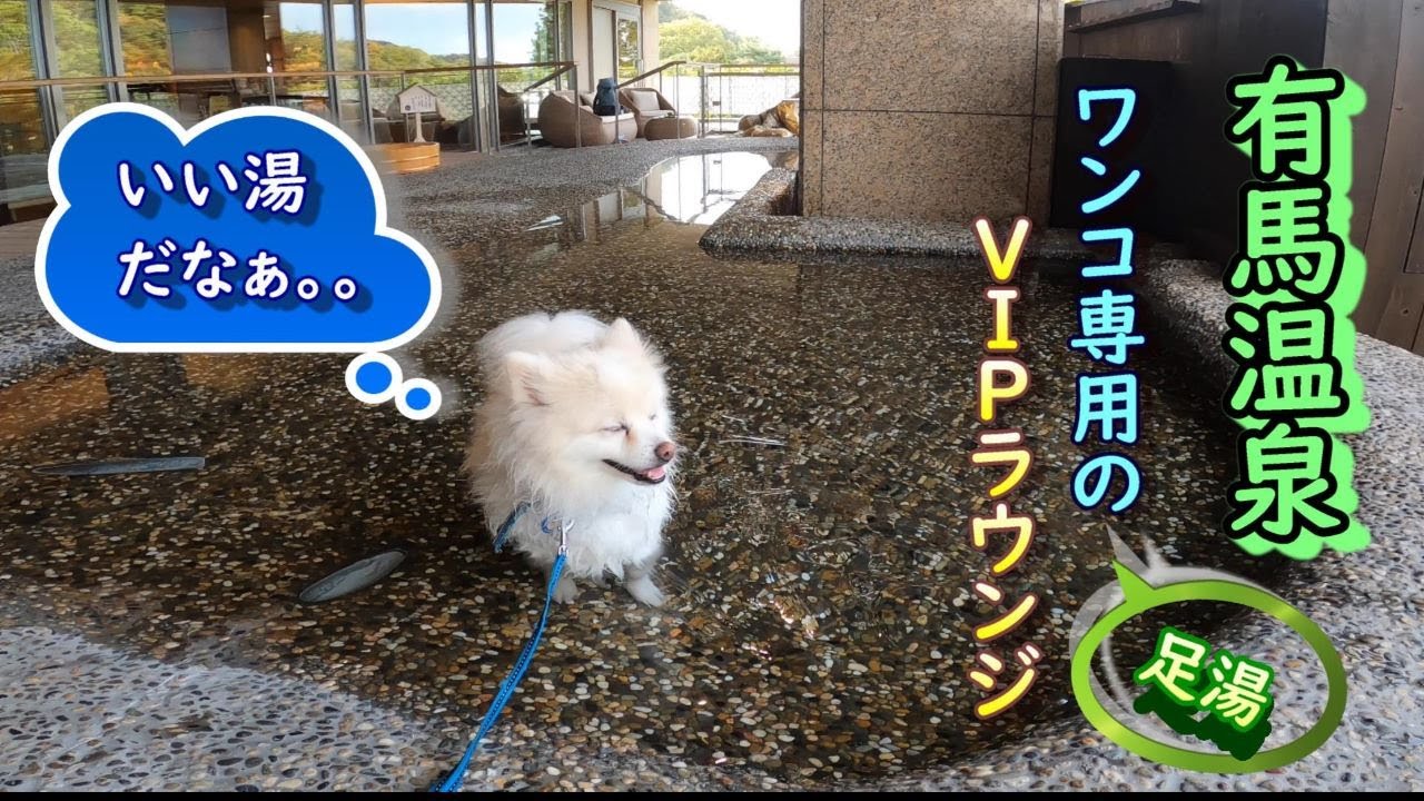 【犬連れ温泉旅行】ポメラニアンと有馬温泉を日帰り旅行。温泉街を散策し、ワンコ専用の温泉施設DOG UP VILLAで優雅な午後のひと時を過ごす【有馬温泉編】