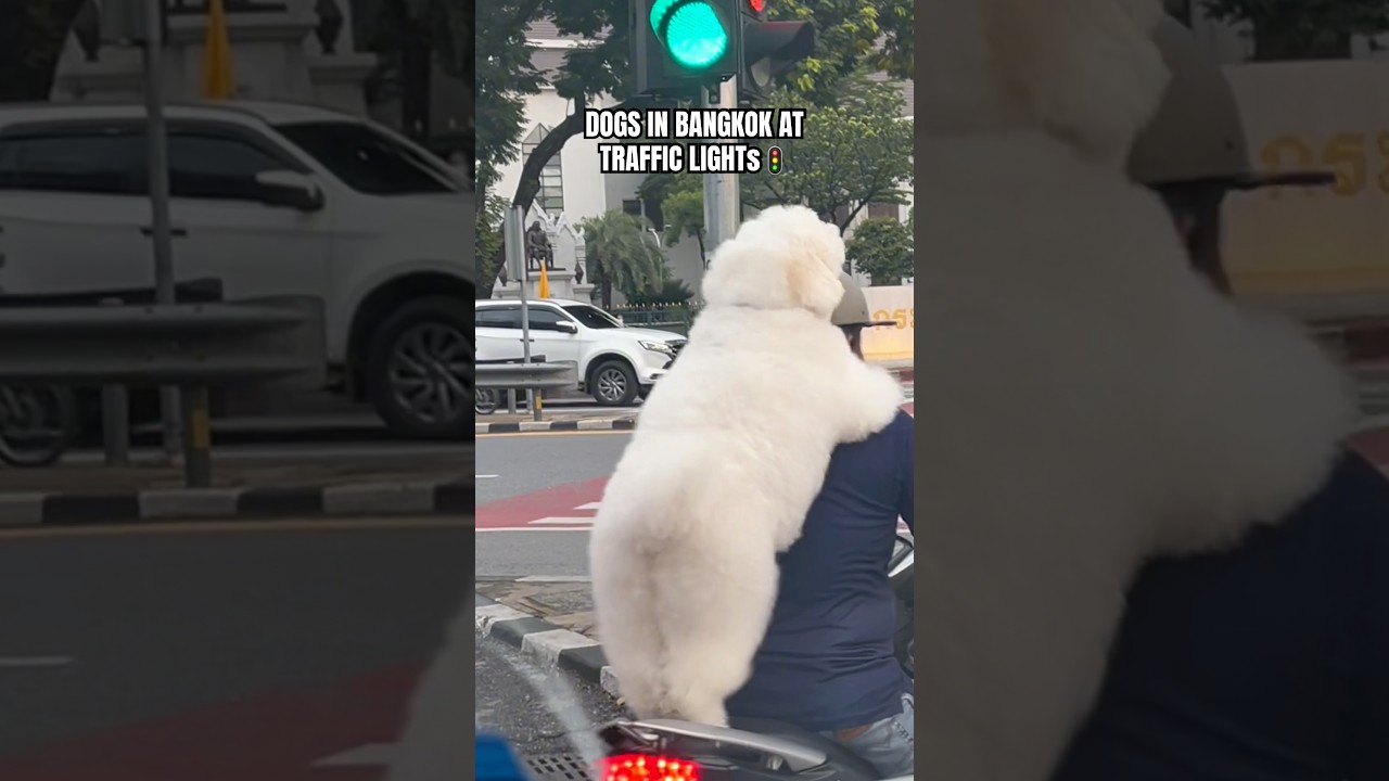 When you wait at the traffic light in Bangkok and the dogs&hellip;. 🚦#shorts #sncsandro #bangkok