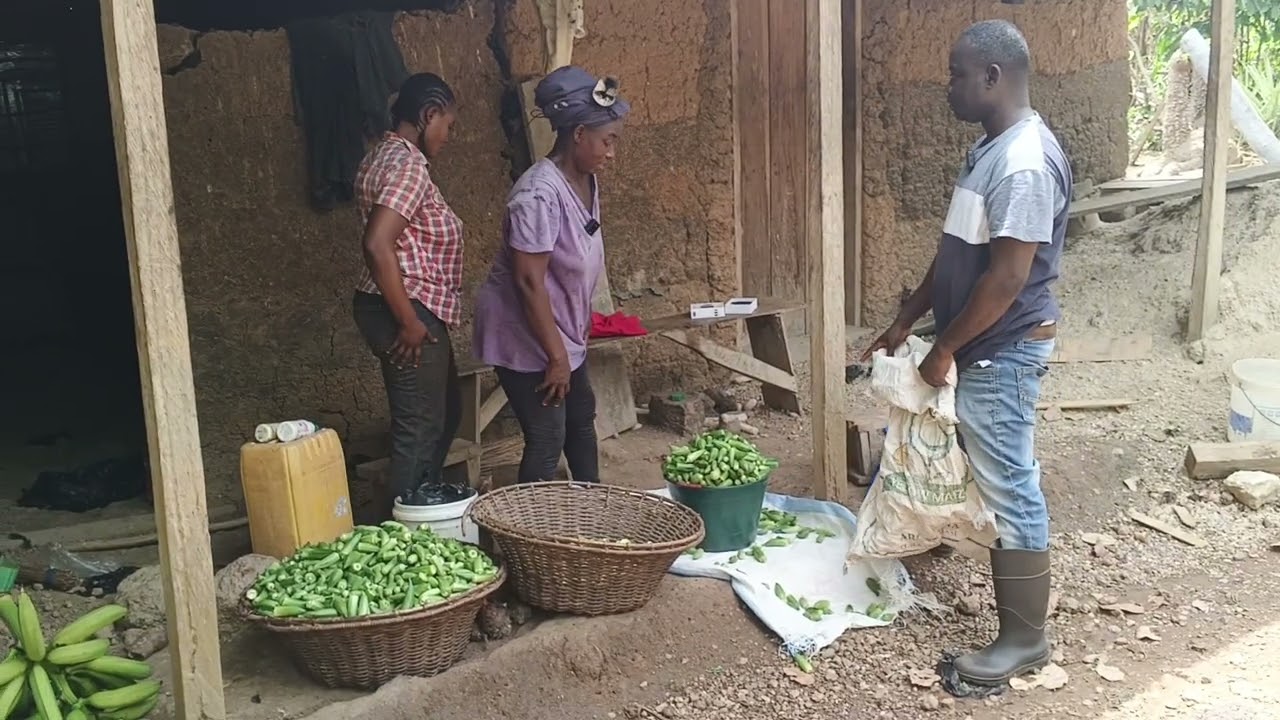 Dry Season Okra Farming Is Paying! Woman Farmer Explains How