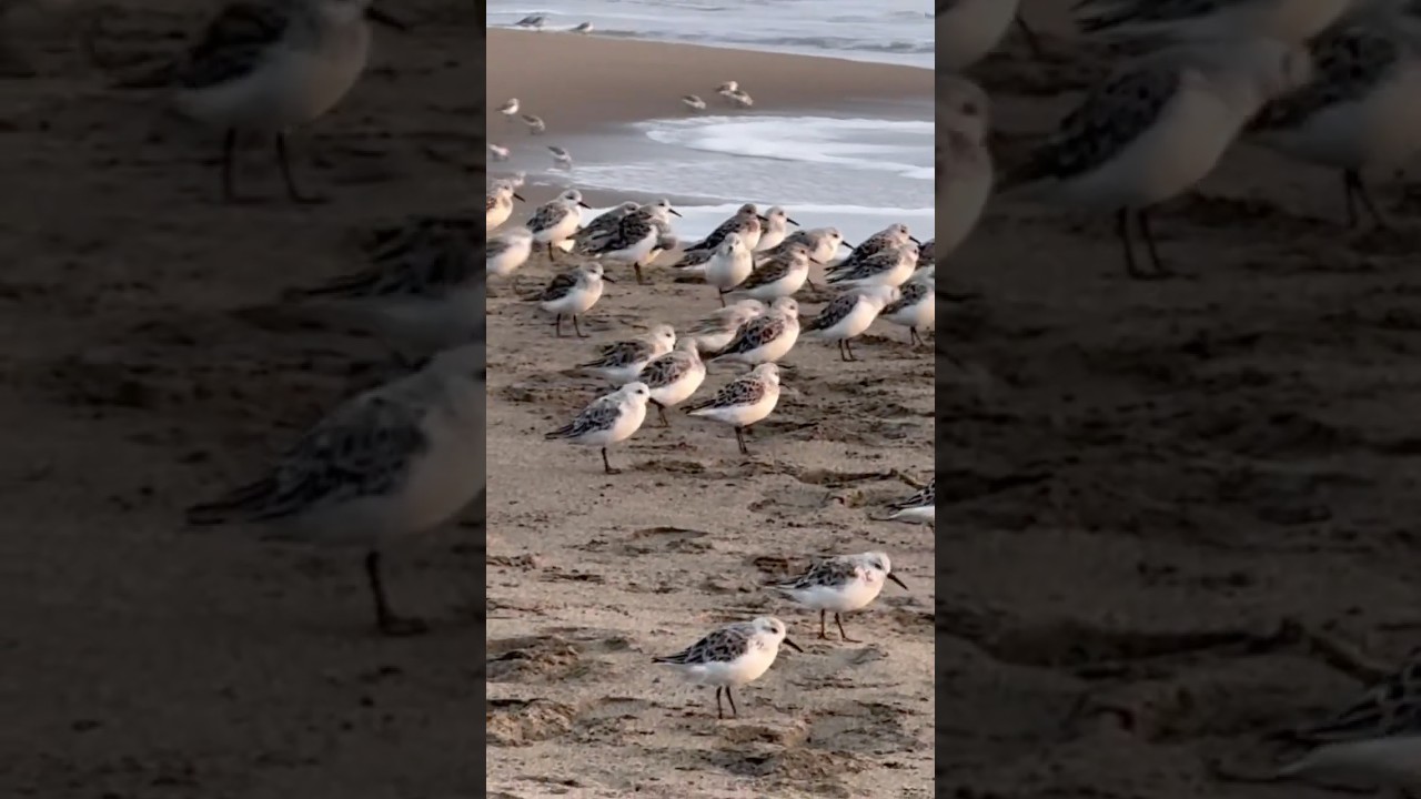 Sanderlings Ocean Beach #sanderlings #oceanbeach #sanfrancisco #shorebirds #birds #nature #wildlife