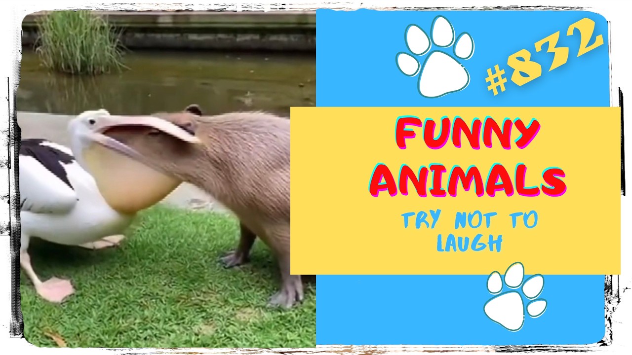 Fun with Animals 🙈 Funny Video 🤪 Funny Animals - 832 #broanimals