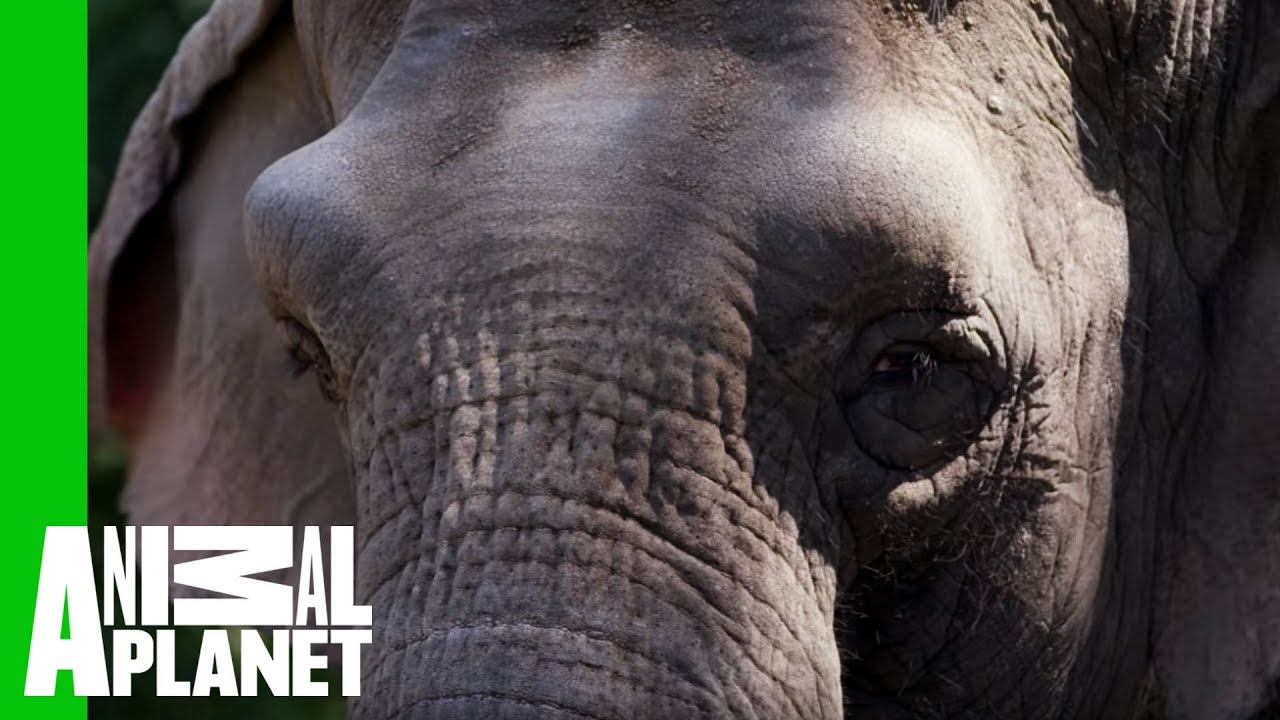 Fighting the Ivory Trade