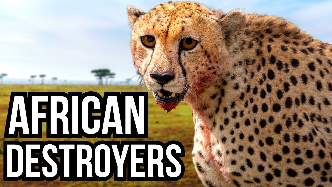 3 African Animals That Would Obliterate North American Ecosystems