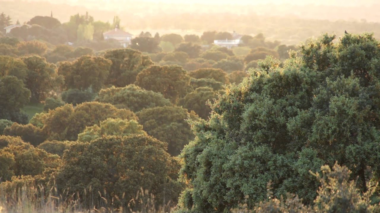 Bosque de Carrascas 06