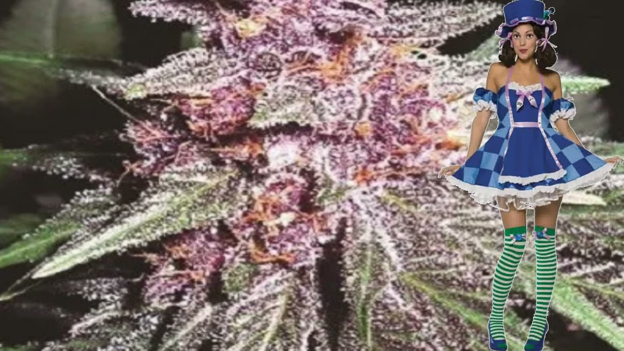 Violeta &ndash; Ace Seeds