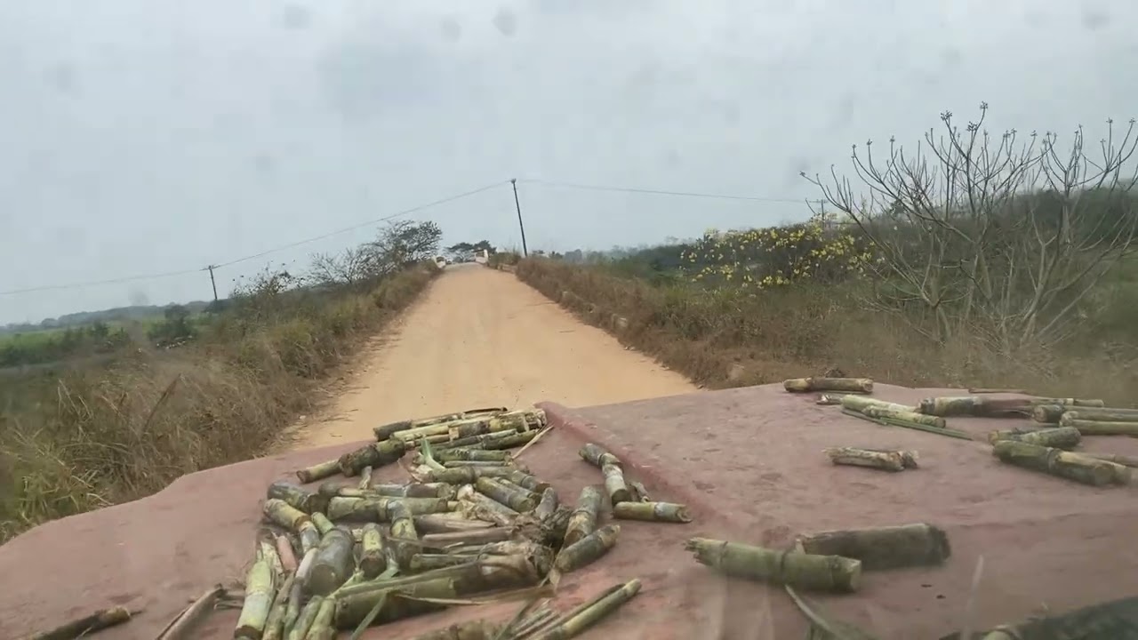 Subiendo P Y B 103 #zafra #cañeros #sugarcane #farming 
