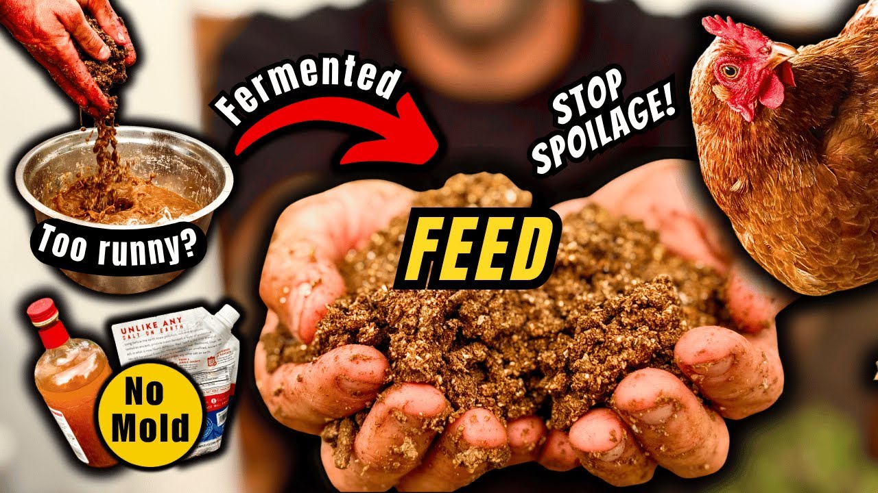 Fermented Chicken Feed: Top Questions ANSWERED (What Most People Get WRONG!)