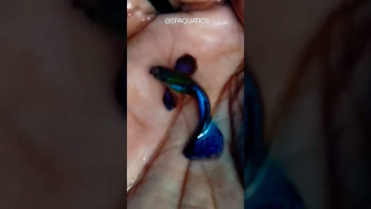 dumbo ear neon blue guppy guppies #guppyfish #aquaticfish #freshwaterfish #guppy