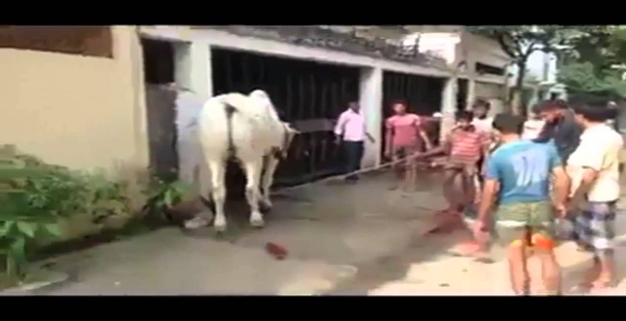 Angry Cow Kicks A Man On His Head