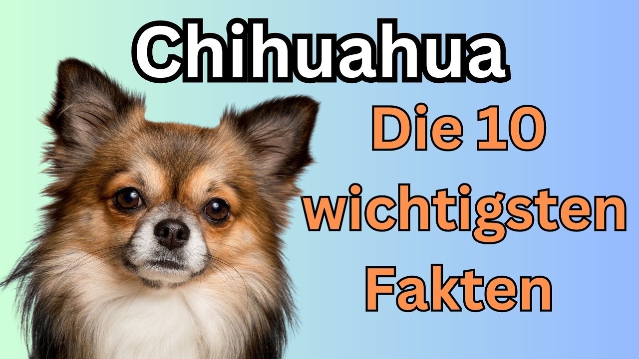 Lerne die 10 wichtigsten Fakten über den Chihuahua