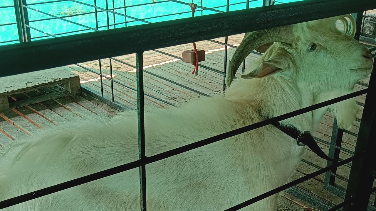 सानेन गोट फार्म MS Agro Farm  is live!