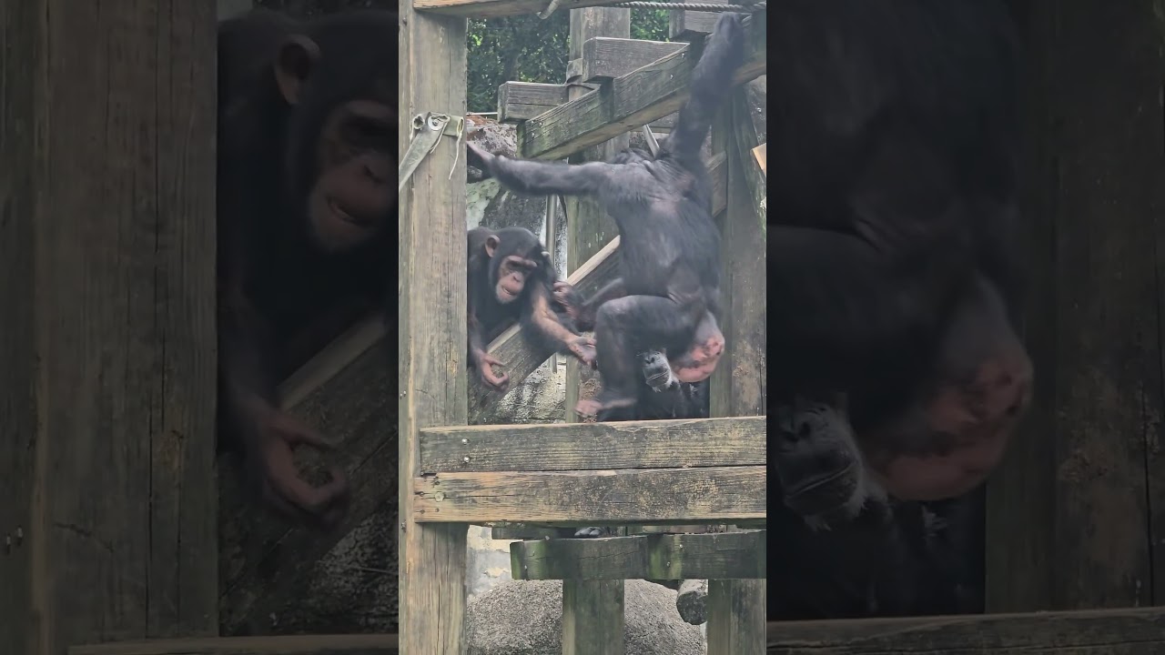 Chimpanzee/Pan troglodytes/Taipei Zoo