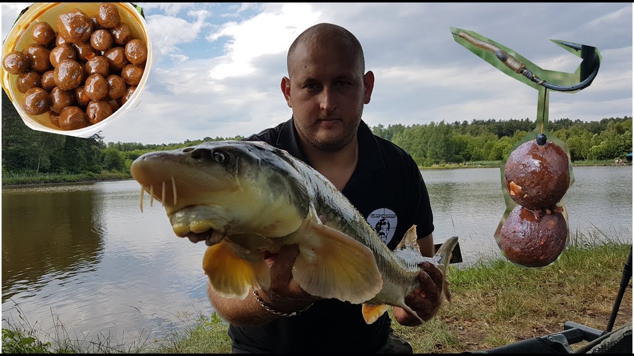 Na karpie i jesiotry ☆ zasiadka ponad 150kg ryb ☆ własne przynęty pod lasem ☆ #carphunterspolska
