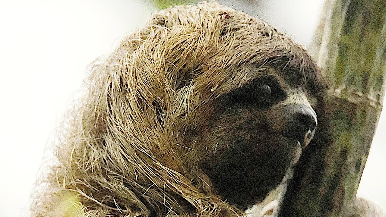 1000 MEILEN AM AMAZONAS