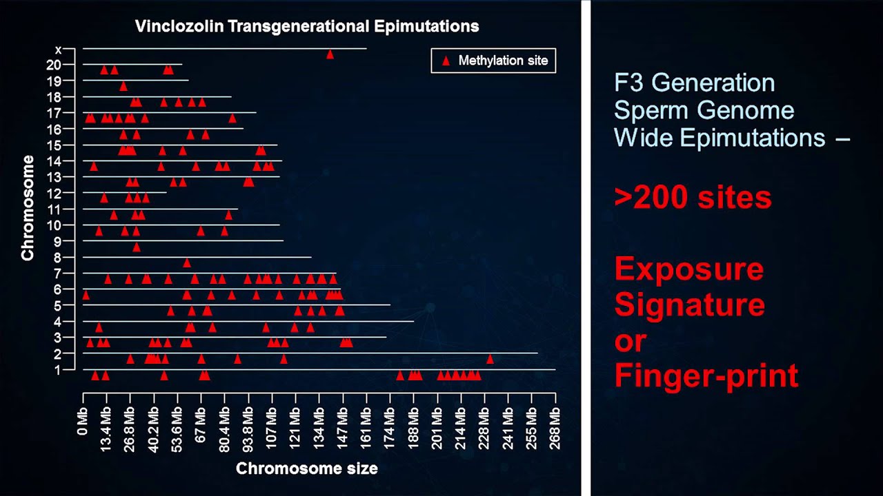 Ancestral ghosts in your genome | Michael Skinner | TEDxRainier