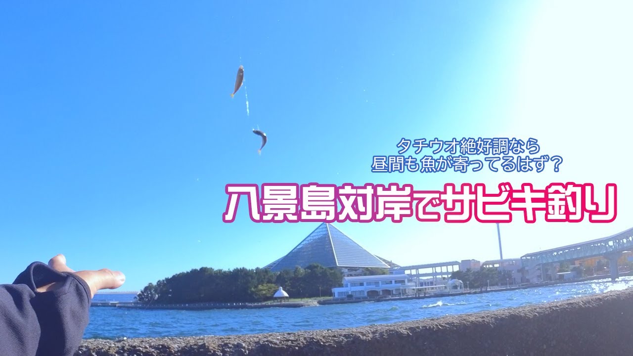 八景島対岸でちょい投げサビキ釣りしたら釣れた4魚種は？