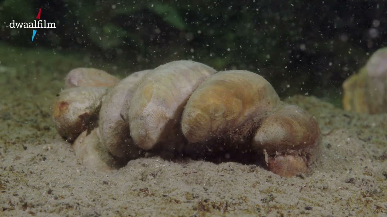 schelpendieren in de bodem