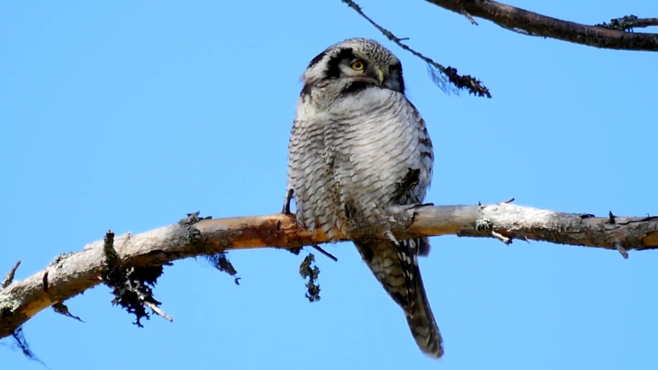 Northern hawk-owl Haukugle Ястребиная сова Surnia ulula Sowa jarzębata Sperbereule Sperweruil GH4