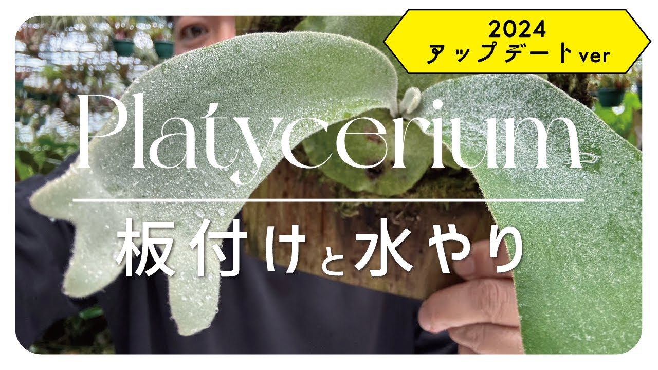 【アップデート】ビカクシダの板付と水やりを解説