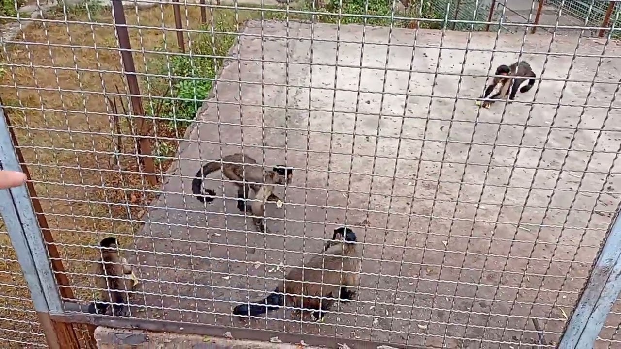 Тайган, Капуцины 🐒