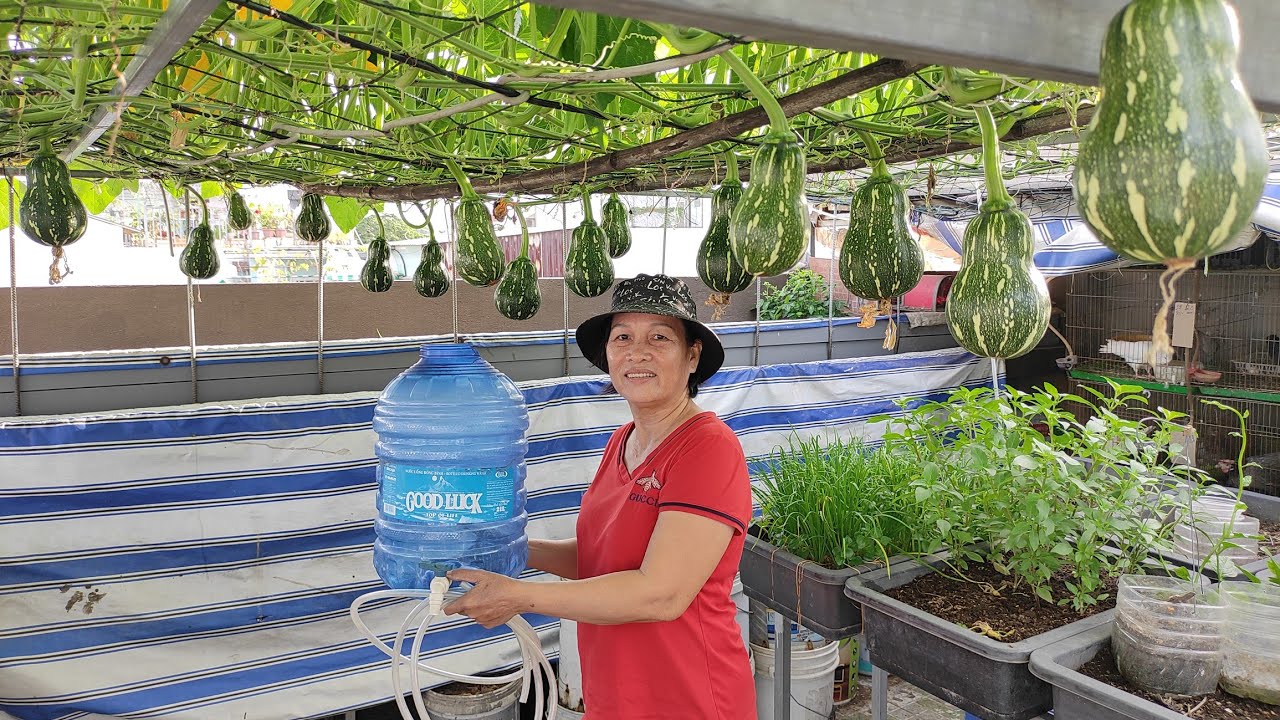 Làm nước nhỏ giọt từ Bình 20lít , đất ẩm ướt suốt ngày dây bí không bị héo | Khoa Hien 513