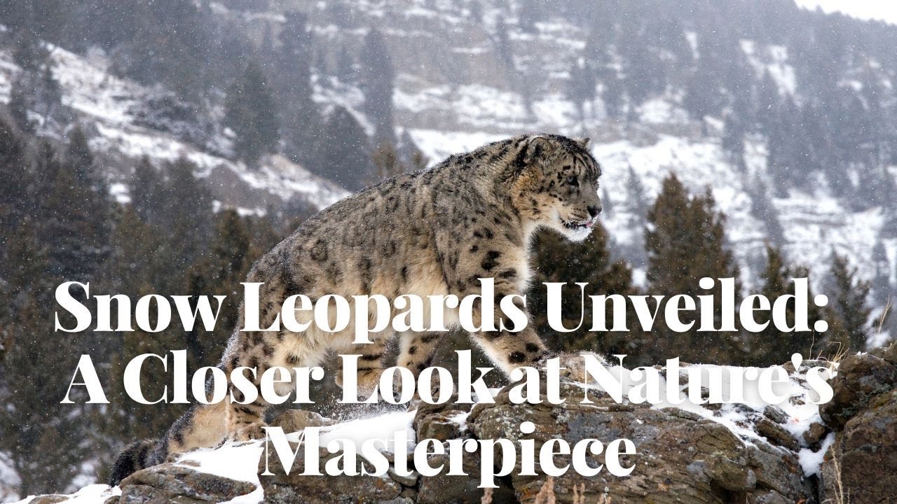 Snow Leopards Unveiled: A Closer Look at Nature's Masterpiece