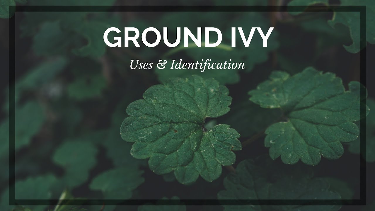 How to Identify Ground Ivy (and uses)