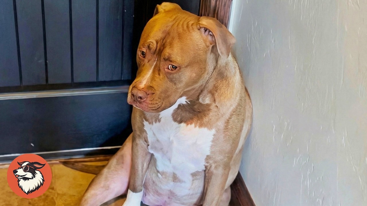 Rescue Pittie Waits at the Door Every Time His Dad Leaves