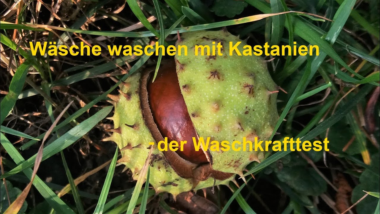 Das Ergebnis hätte ich nicht erwartet! Wäsche waschen mit Kastanien - ein Waschkrafttest