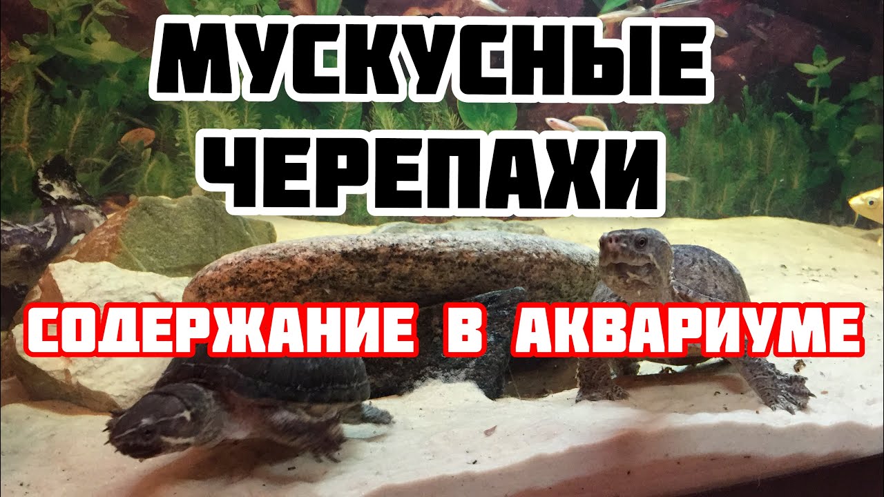 Мускусные черепахи коротко о содержании!