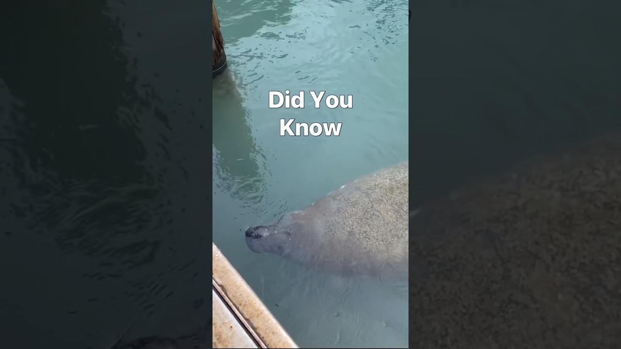 5 Amazing MANATEE Facts! #funfacts #animalfacts #manatee #animals