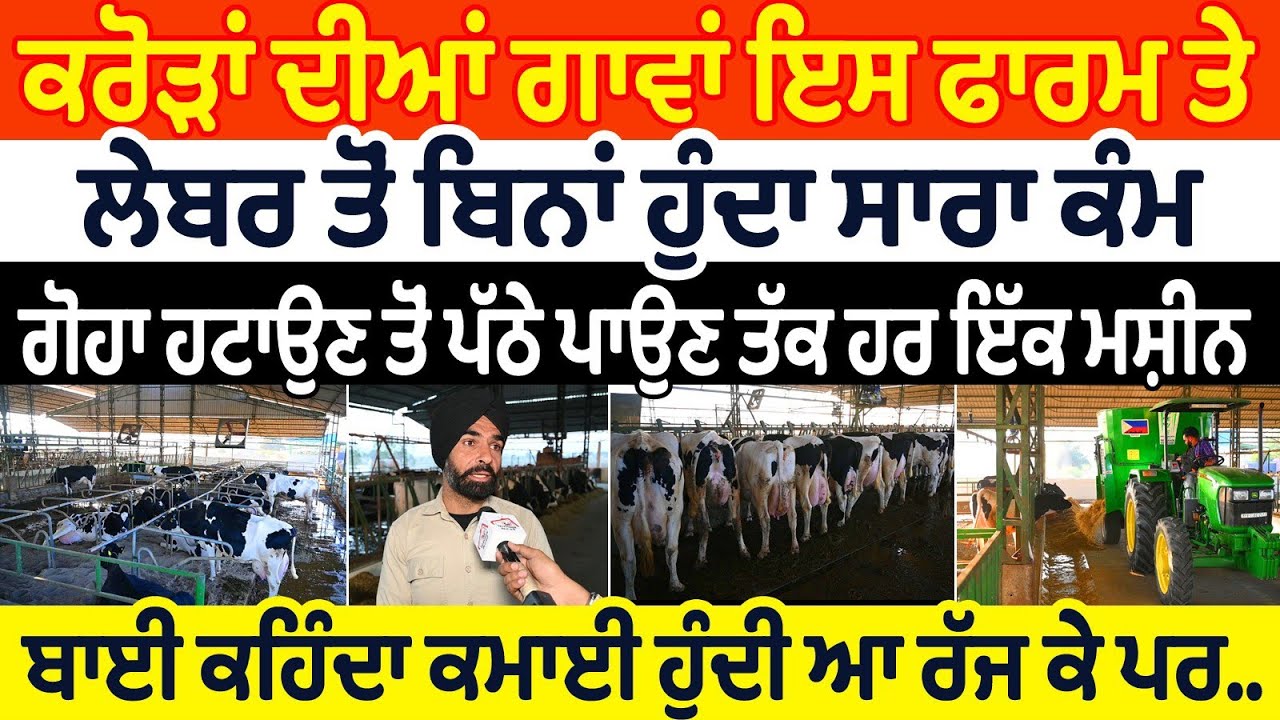 ਕਰੋੜਾਂ ਦੀਆਂ ਗਾਵਾਂ ਇਸ ਫਾਰਮ ਤੇ ਲੇਬਰ ਤੋਂ ਬਿਨਾਂ ਹੁੰਦਾ ਸਾਰਾ ਕੰਮ ਬਾਈ ਕਹਿੰਦਾ ਕਮਾਈ ਹੁੰਦੀ ਆ ਰੱਜ ਕੇ ਪਰ Farming